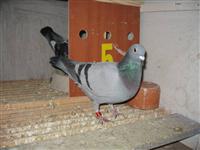 Gołębie zdjęcie